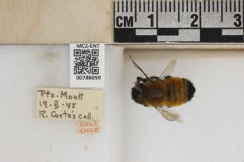 Media type: image;   Entomology 786059 Aspect: Labels